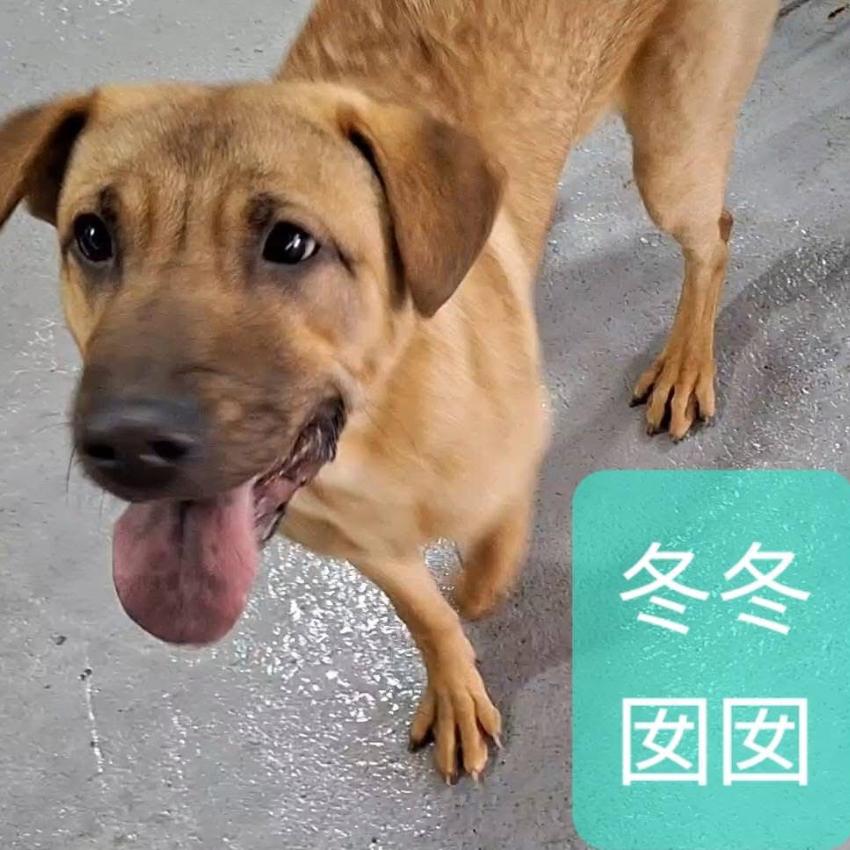 冬冬